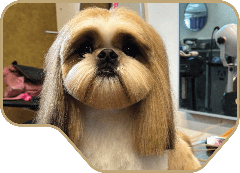 Shih Tzu