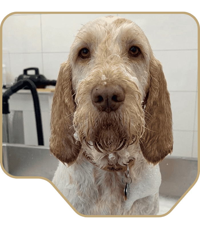 DoggieVita